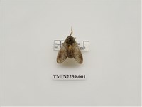 藏品(霧迴舟蛾)的圖片